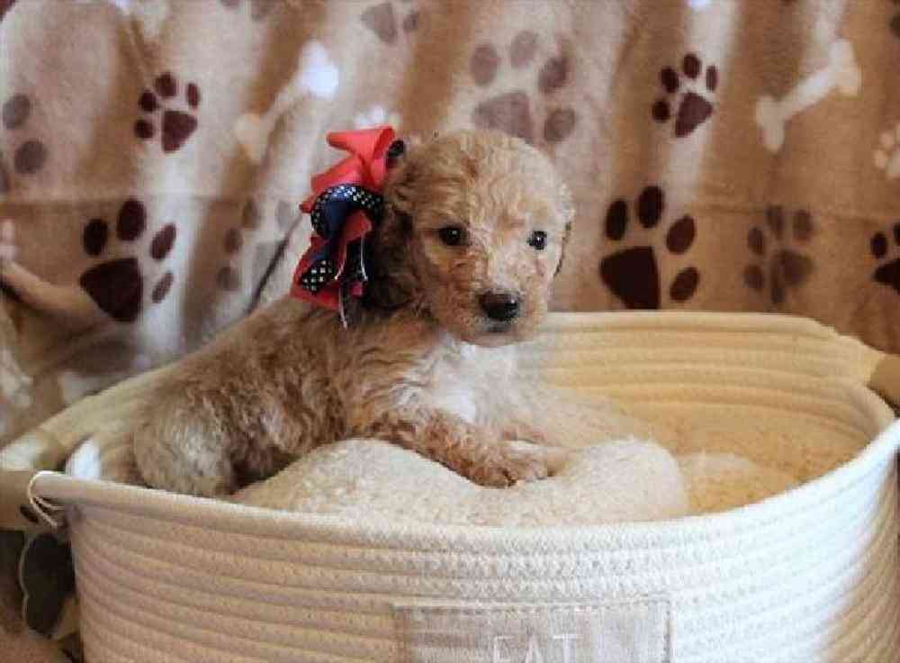 Female Mini Goldendoodle Puppy for sale