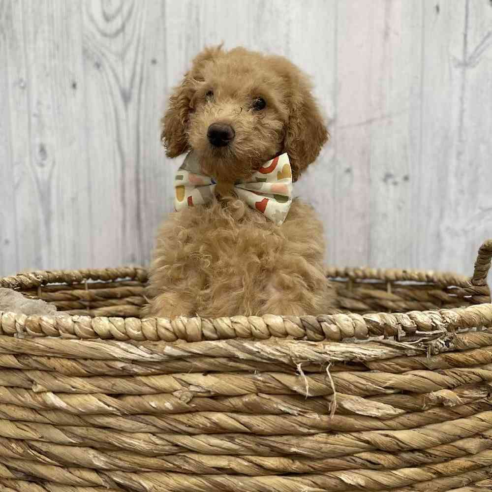 Male Mini Goldendoodle Puppy for Sale in Braintree, MA