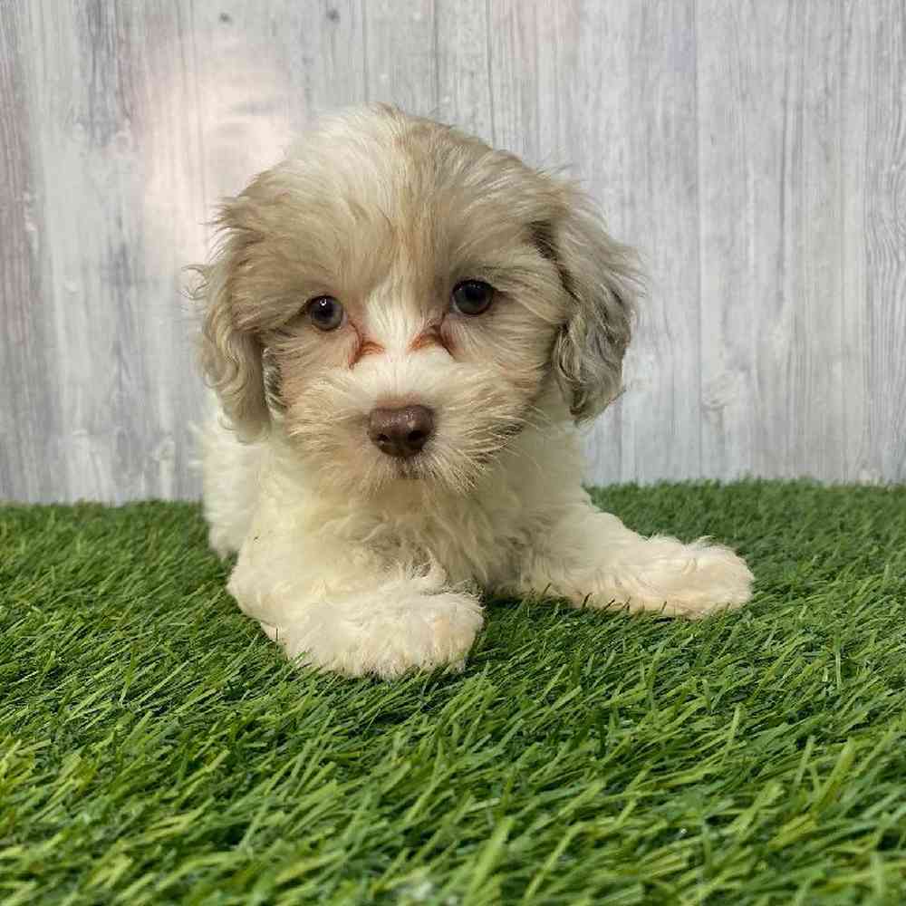 Female Havapoo Puppy for Sale in Saugus, MA