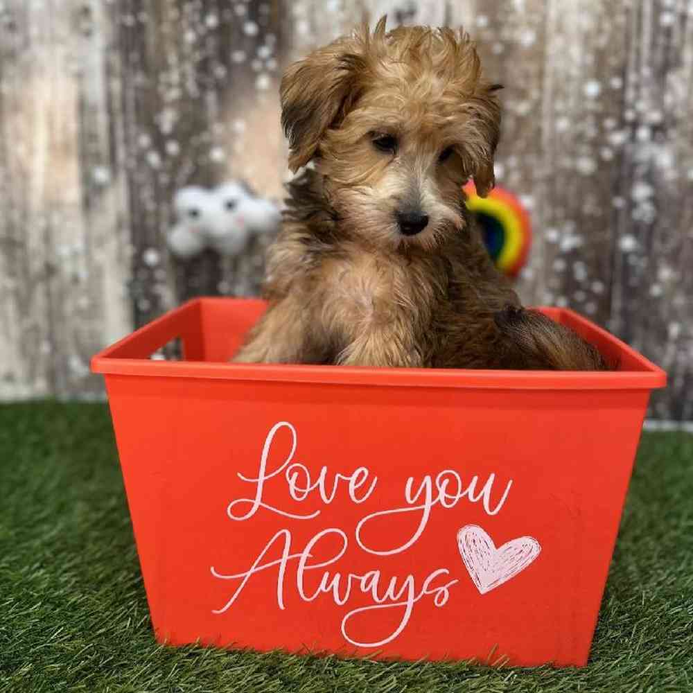 Female Schnoodle Puppy for Sale in Saugus, MA