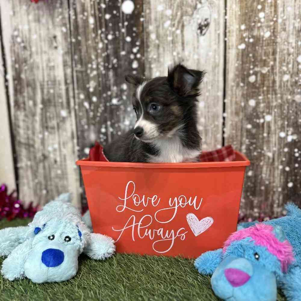 Male Chihuahua Puppy for Sale in Saugus, MA