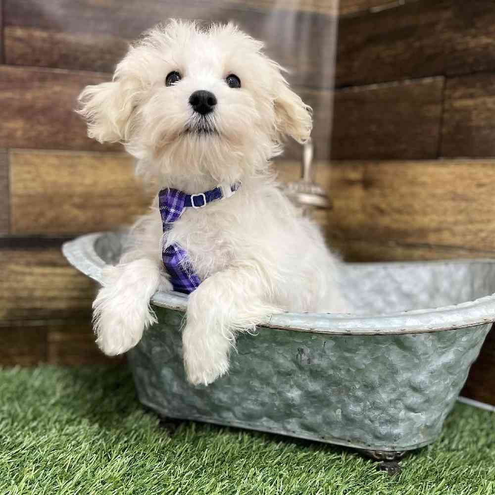 Male Schnoodle Puppy for Sale in Braintree, MA