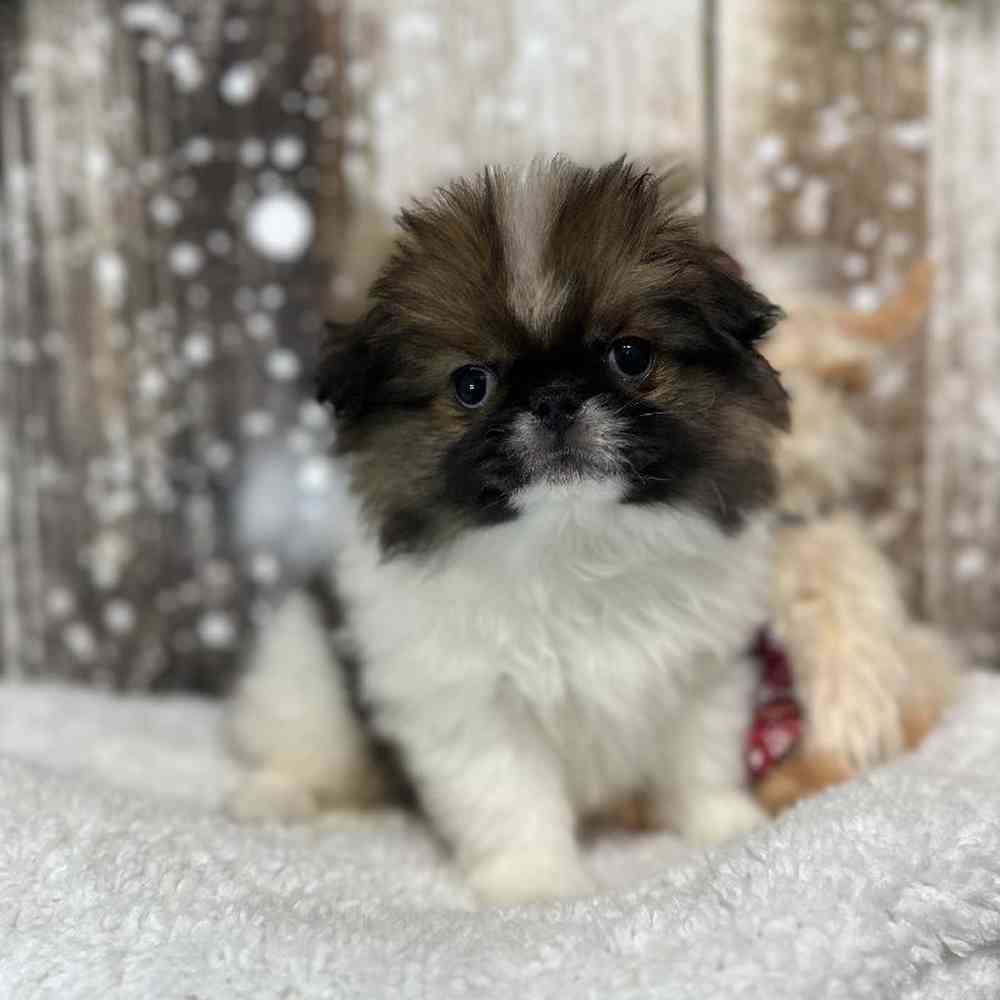 Male Japanese Chin Puppy for Sale in Saugus, MA