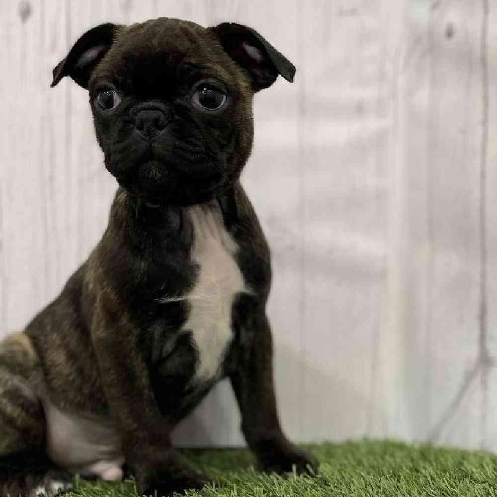 Male Bugg Puppy for Sale in Braintree, MA