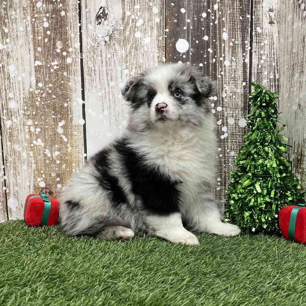 Male Mini Aussie Puppy for Sale in Braintree, MA