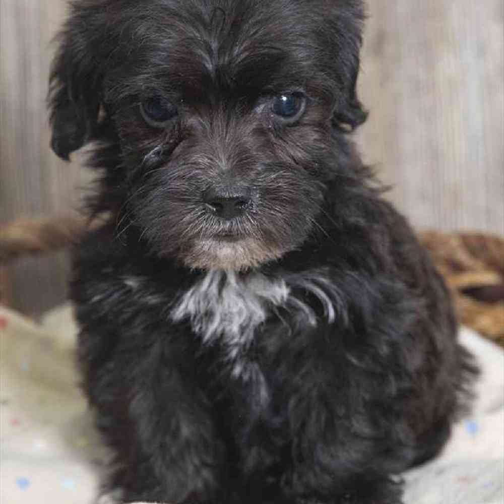 Female Schnoodle Puppy for sale