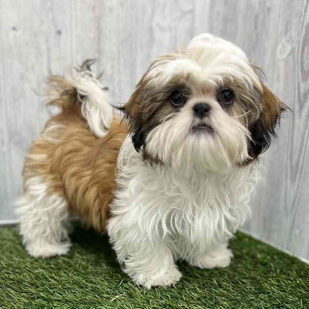 Male Shih Tzu Puppy for Sale in Braintree, MA