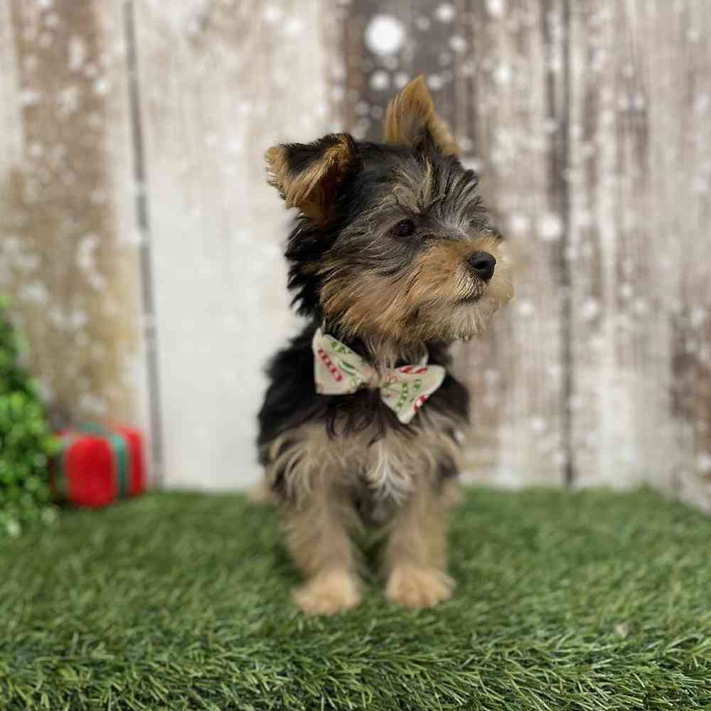 Male Yorkshire Terrier Puppy for Sale in Braintree, MA