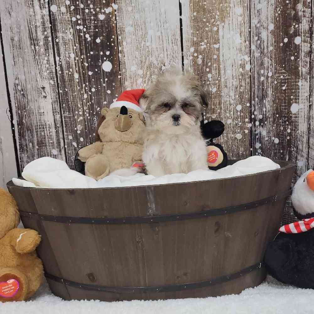 Female Malshi Puppy for Sale in Saugus, MA