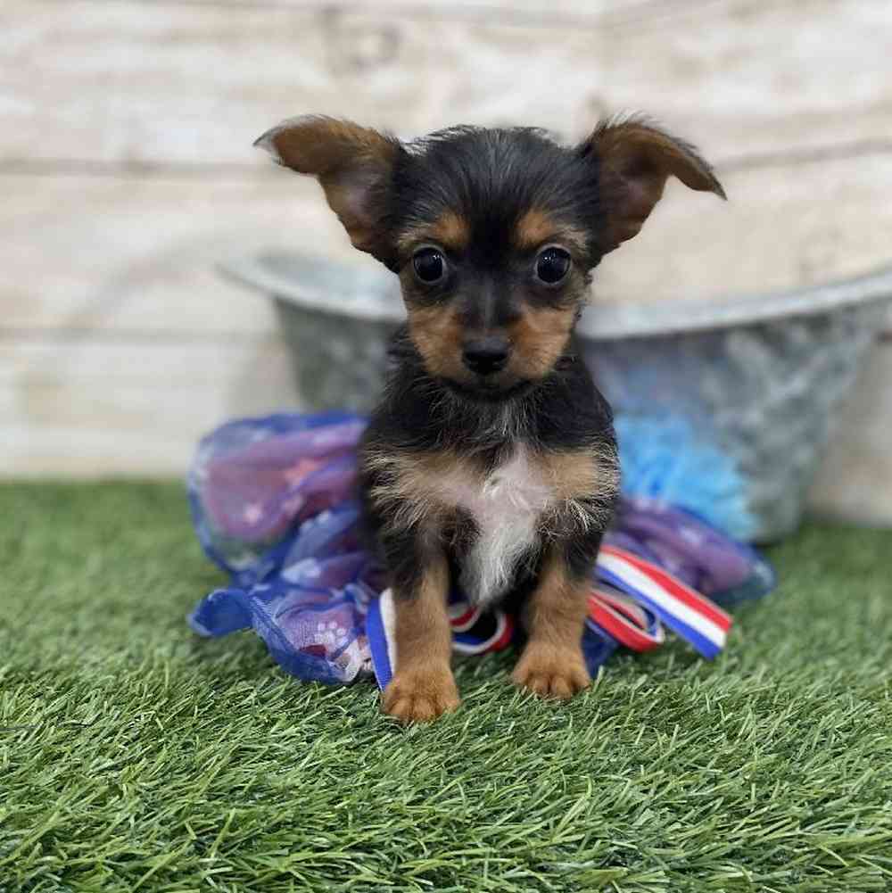 Female Chorkie Puppy for Sale in Braintree, MA