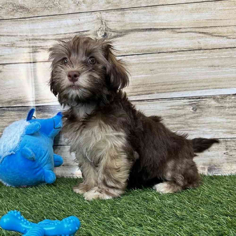 Male Havanese Puppy for Sale in Saugus, MA