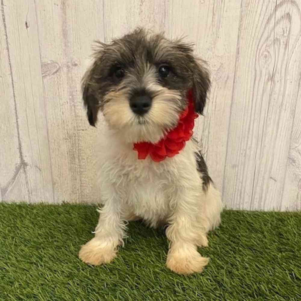 Female Miniature Schnauzer Puppy for sale