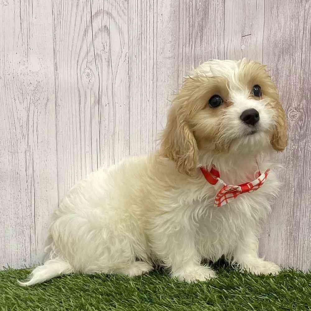 Male Cavachon Puppy for Sale in Braintree, MA