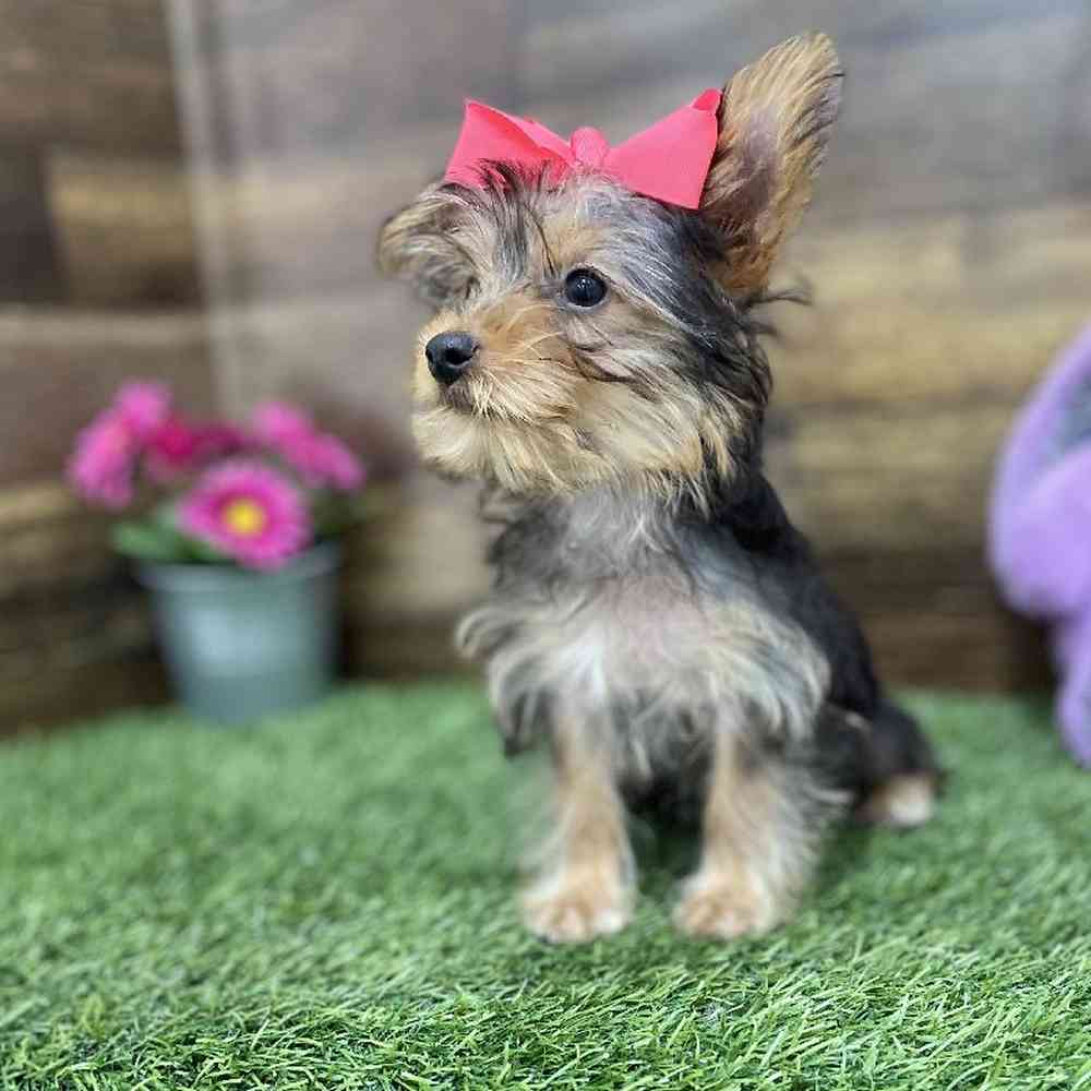 Female Yorkshire Terrier Puppy for Sale in Braintree, MA