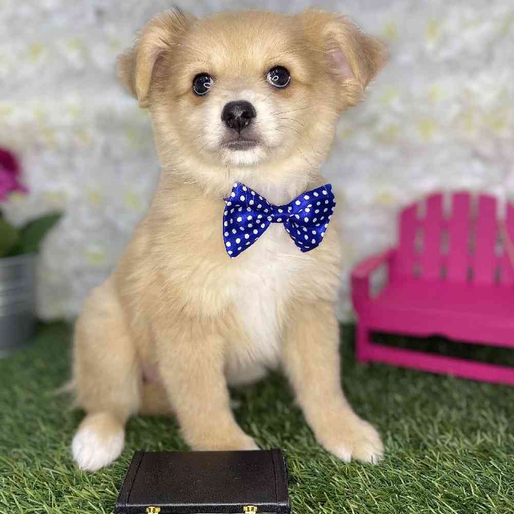 Male Aussie Pom Puppy for Sale in Braintree, MA