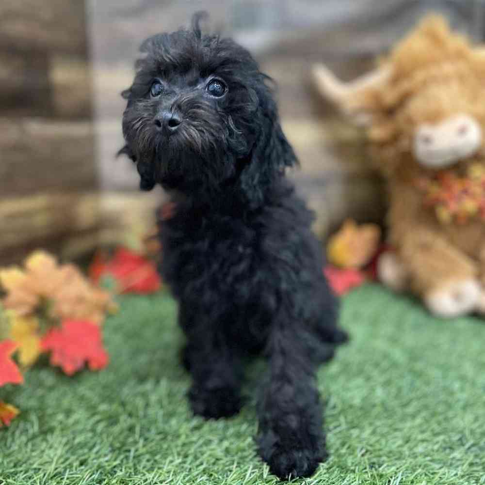 Female Cockapoo 2nd Gen Puppy for Sale in Braintree, MA