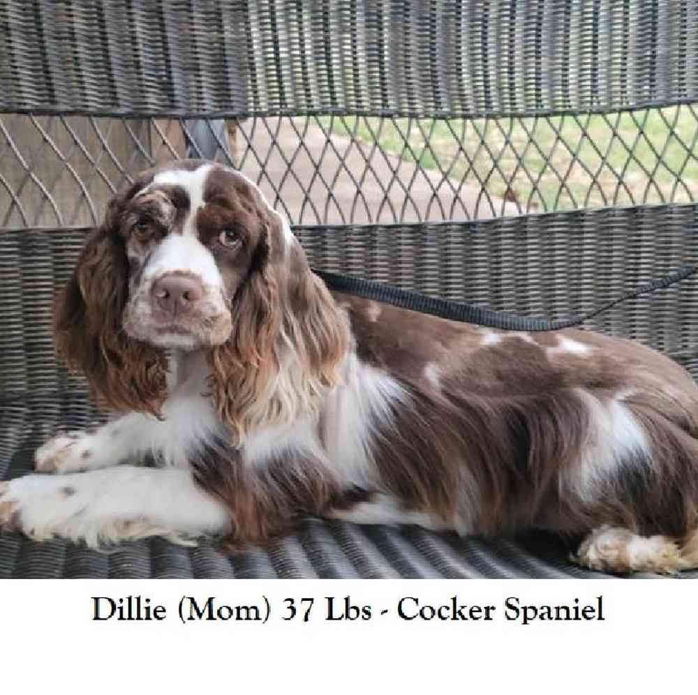 Male Cocker Spaniel Puppy for Sale in Saugus, MA
