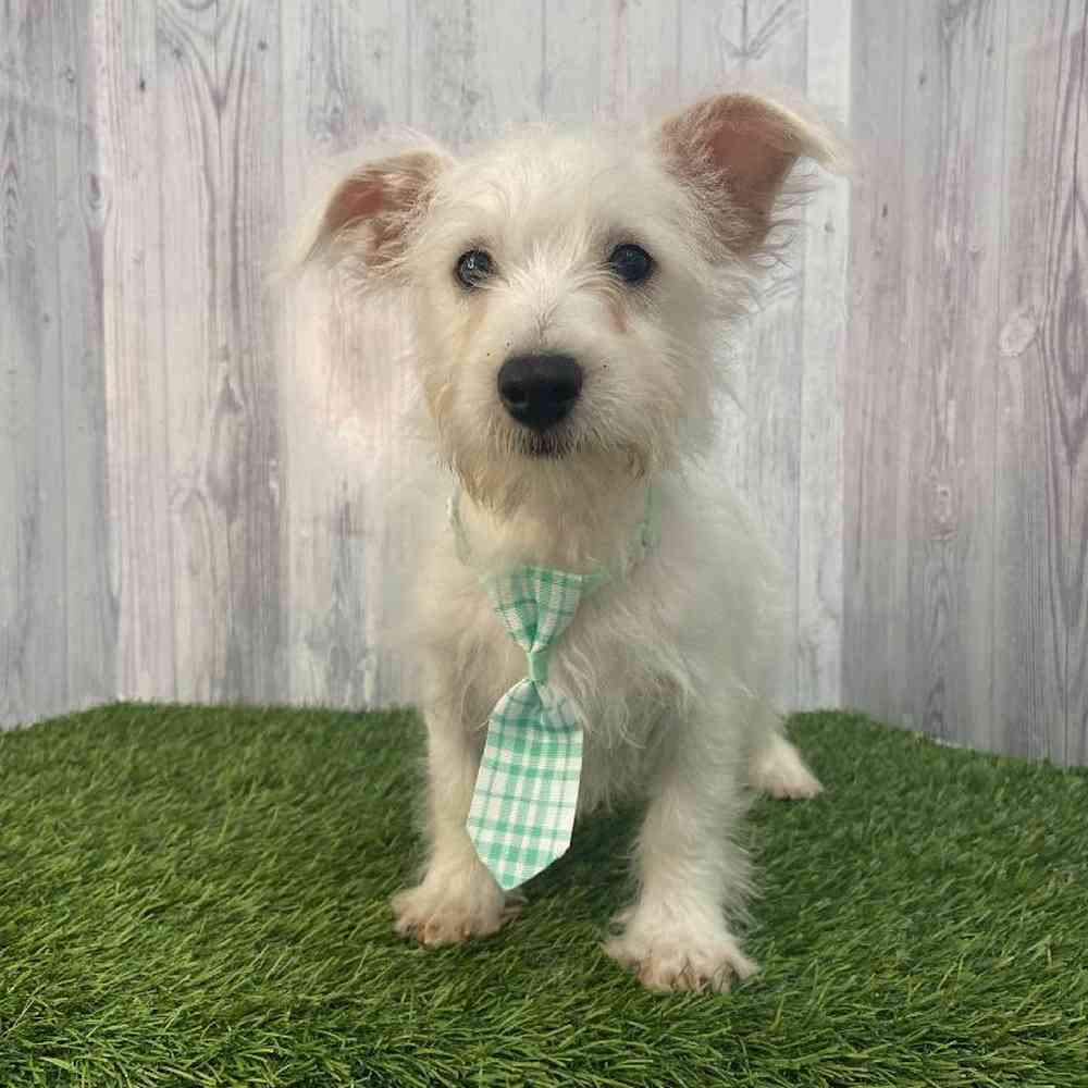 Male Wee-Chon Puppy for Sale in Saugus, MA