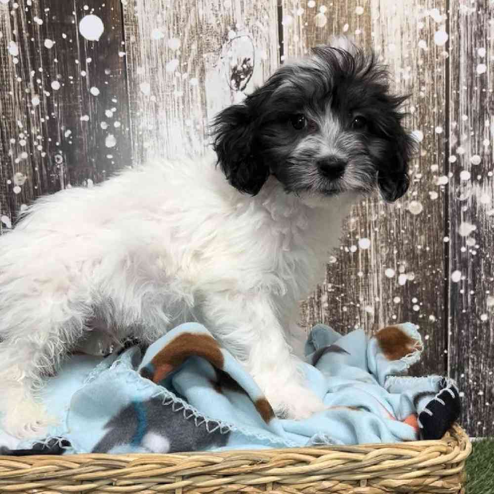 Male Coton Poodle Puppy for Sale in Saugus, MA