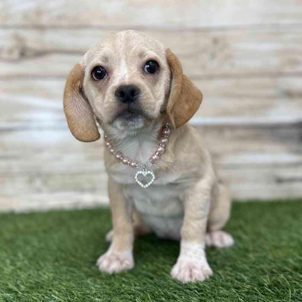 Female Puggle Puppy for Sale in Saugus, MA