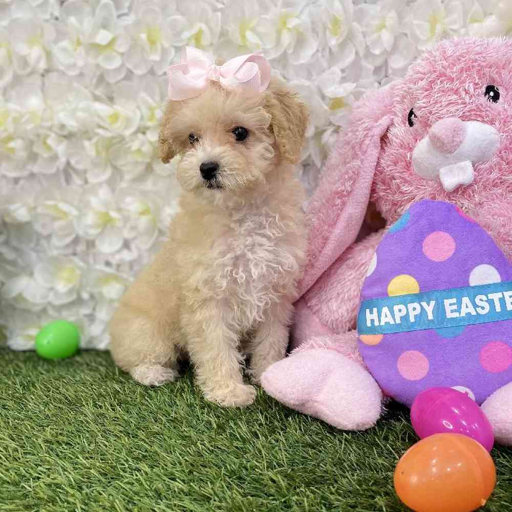 Female Poodle Toy Puppy for Sale in Braintree, MA