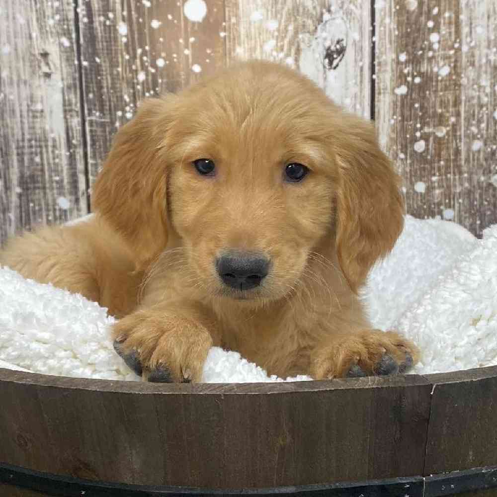Male Golden Retriever Puppy for Sale in Saugus, MA