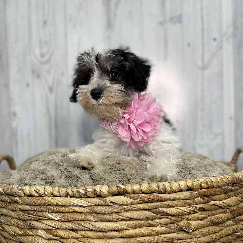 Female Miniature Schnauzer Puppy for sale
