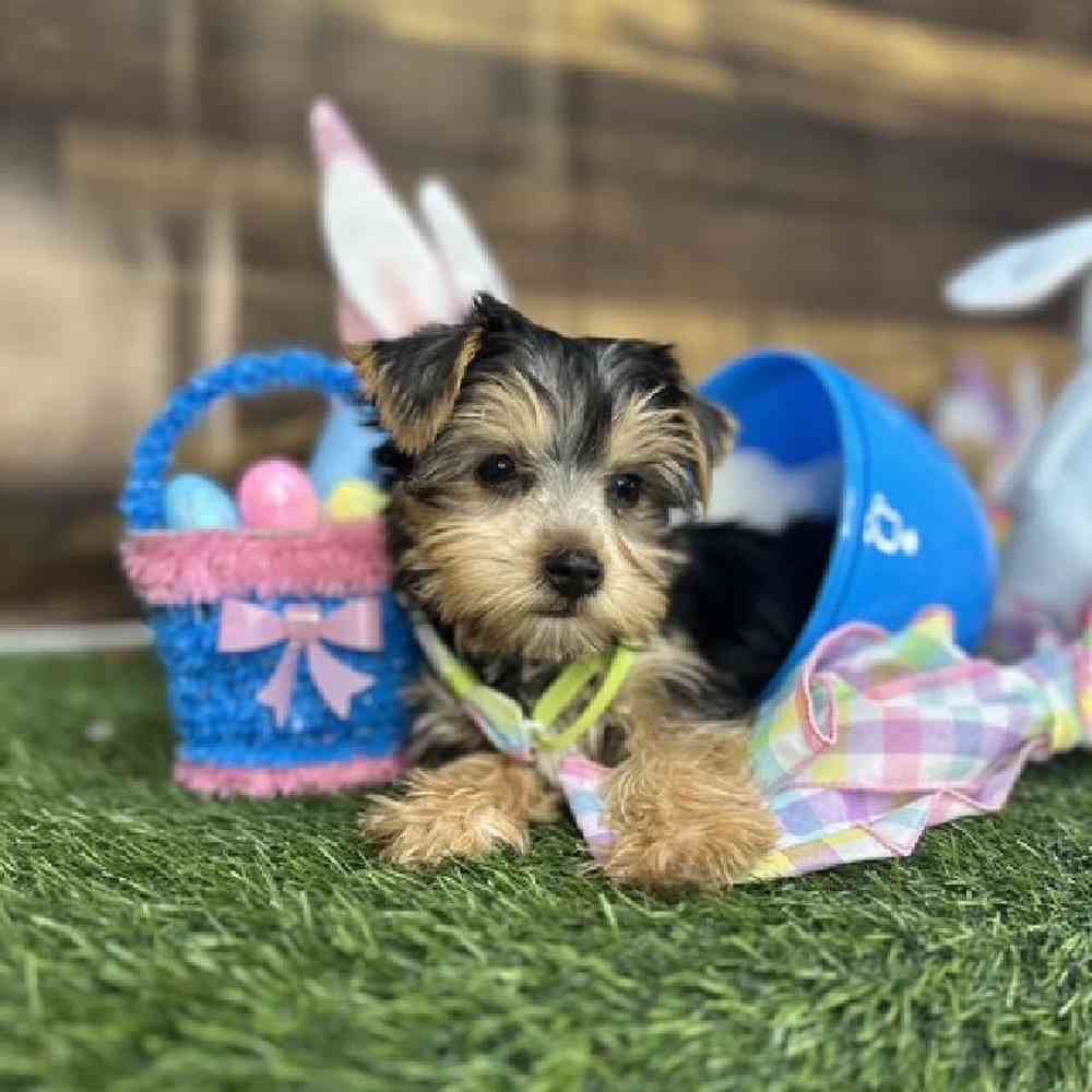 Male Yorkshire Terrier Puppy for Sale in Saugus, MA
