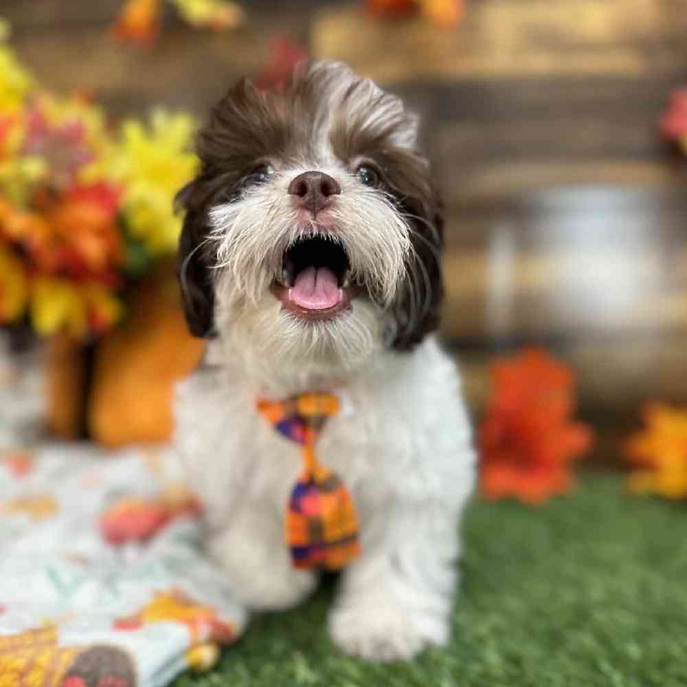 Male Havanese Puppy for Sale in Saugus, MA