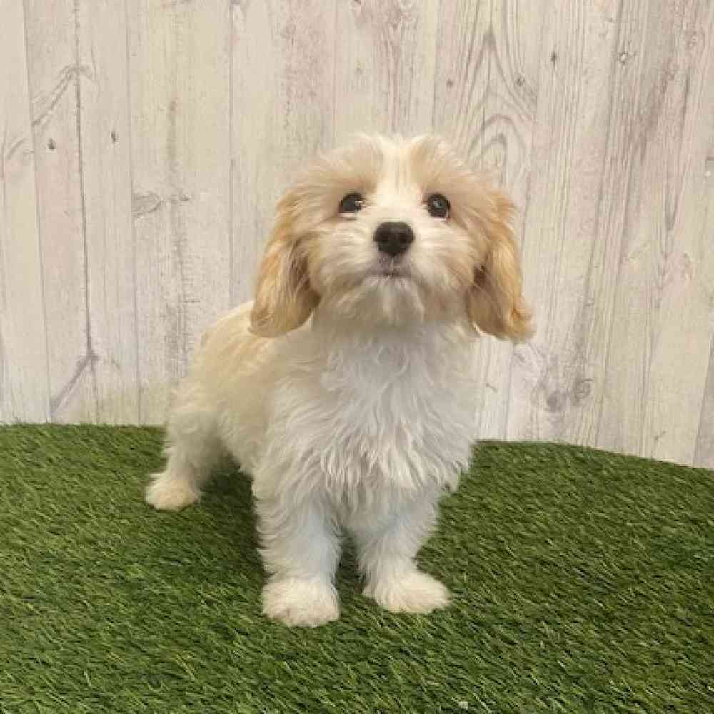 Male Cavamalt Puppy for sale