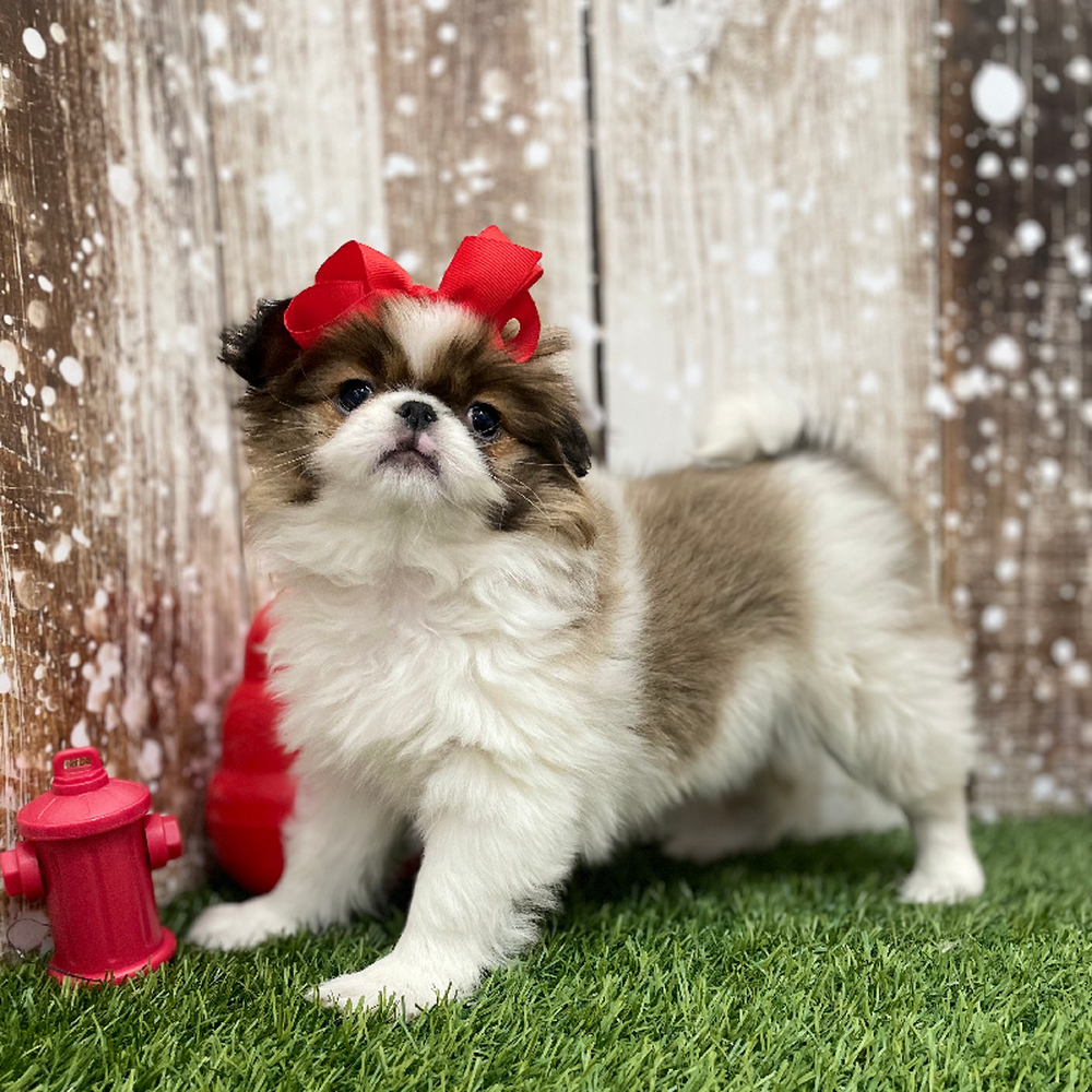 Female Japanese Chin Puppy for Sale in Braintree, MA