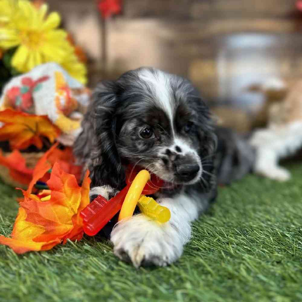 Male Cocker Spaniel Puppy for Sale in Saugus, MA