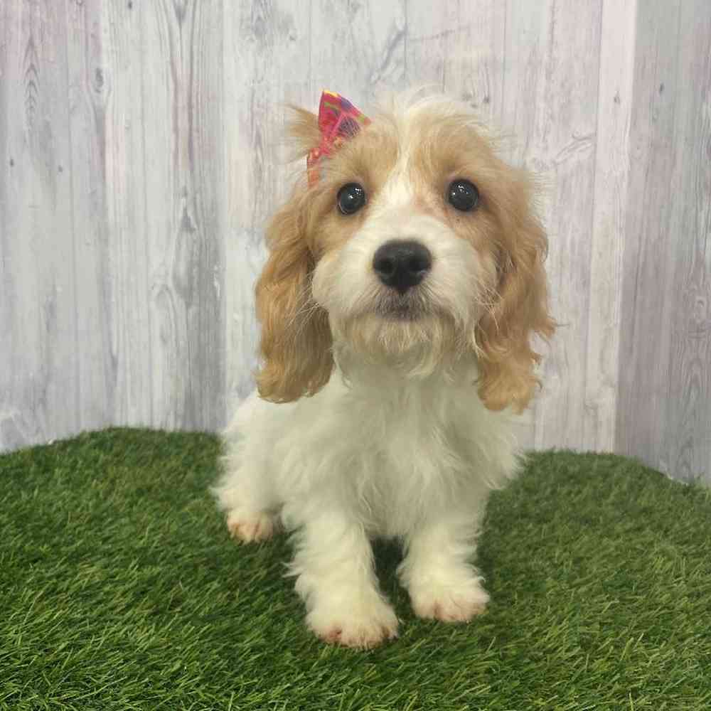 Female Cockapoo Puppy for Sale in Saugus, MA