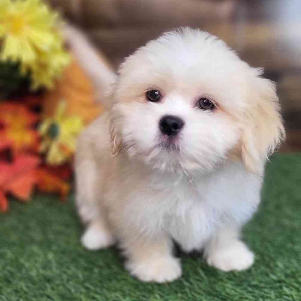 Male Lhasa Apso Puppy for Sale in Saugus, MA