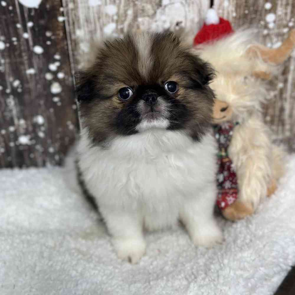 Male Japanese Chin Puppy for Sale in Saugus, MA