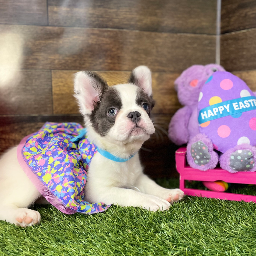 Female French Bulldog Puppy for Sale in Braintree, MA