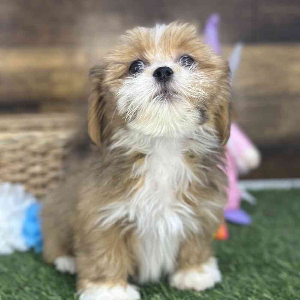 Female Lhasa Apso Puppy for Sale in Saugus, MA