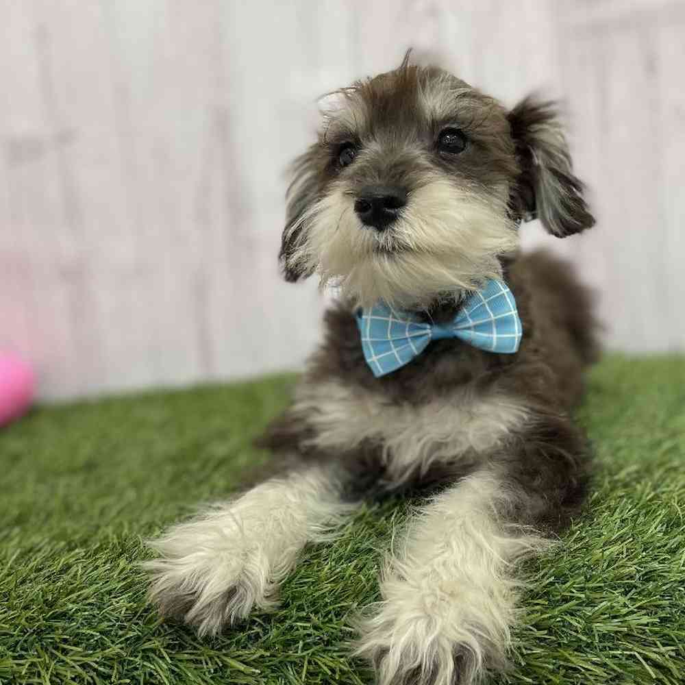 Male Miniature Schnauzer Puppy for Sale in Braintree, MA