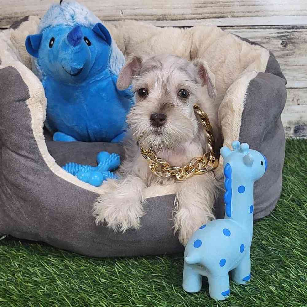 Male Miniature Schnauzer Puppy for Sale in Saugus, MA