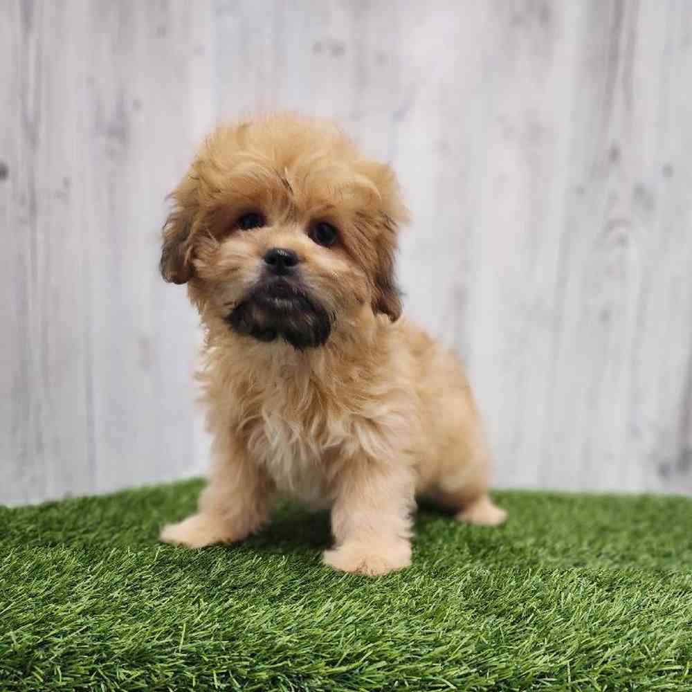 Male Peke A Poo Puppy for Sale in Braintree, MA