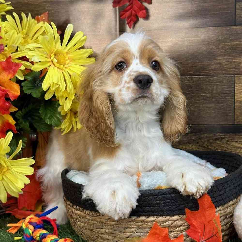 Female Cocker Spaniel Puppy for Sale in Saugus, MA