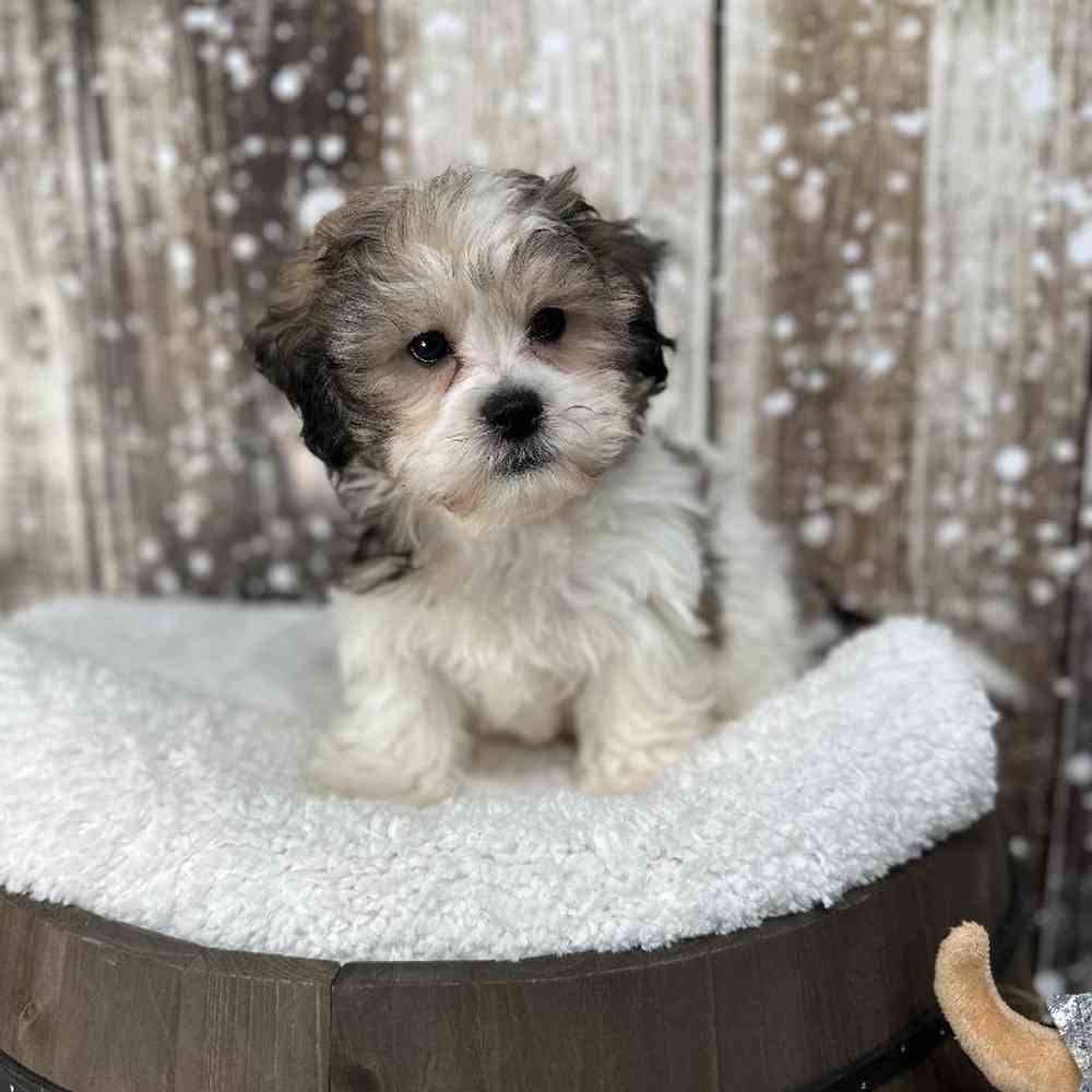 Male Teddy Bear (Zuchon) Puppy for Sale in Saugus, MA