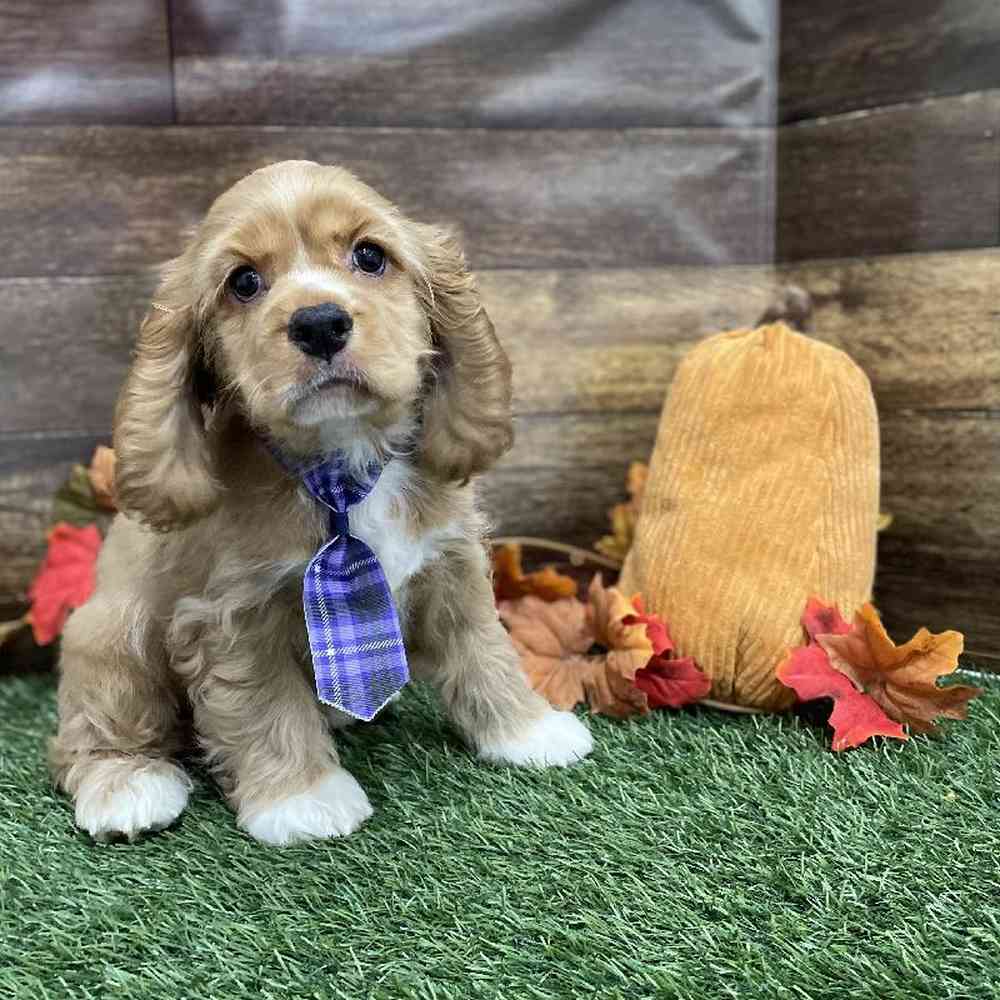 Male Cocker Spaniel Puppy for Sale in Braintree, MA