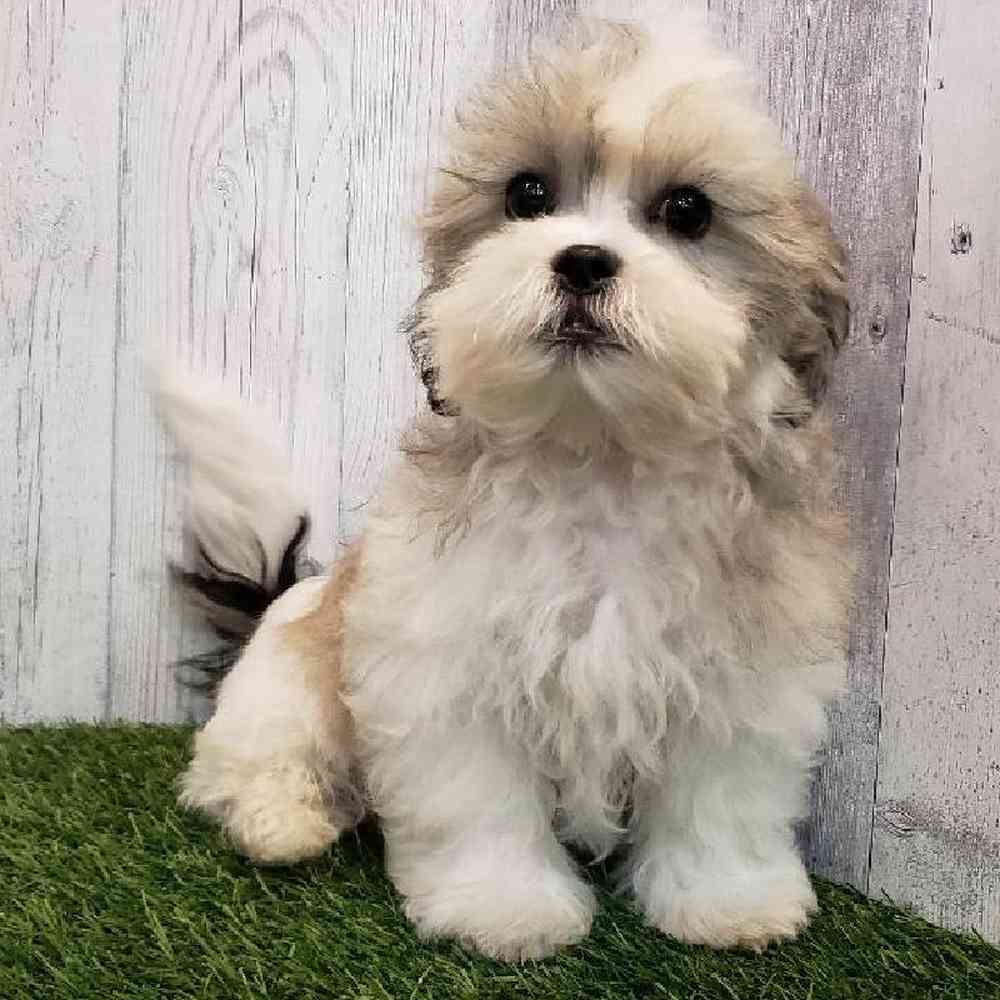 Male Teddy Bear (Zuchon) Puppy for sale