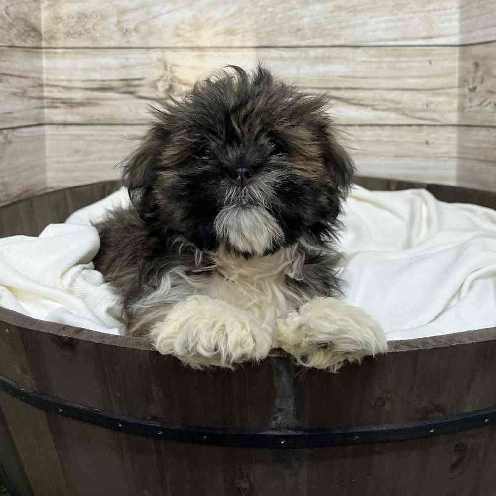 Female Lhasa Apso Puppy for Sale in Saugus, MA