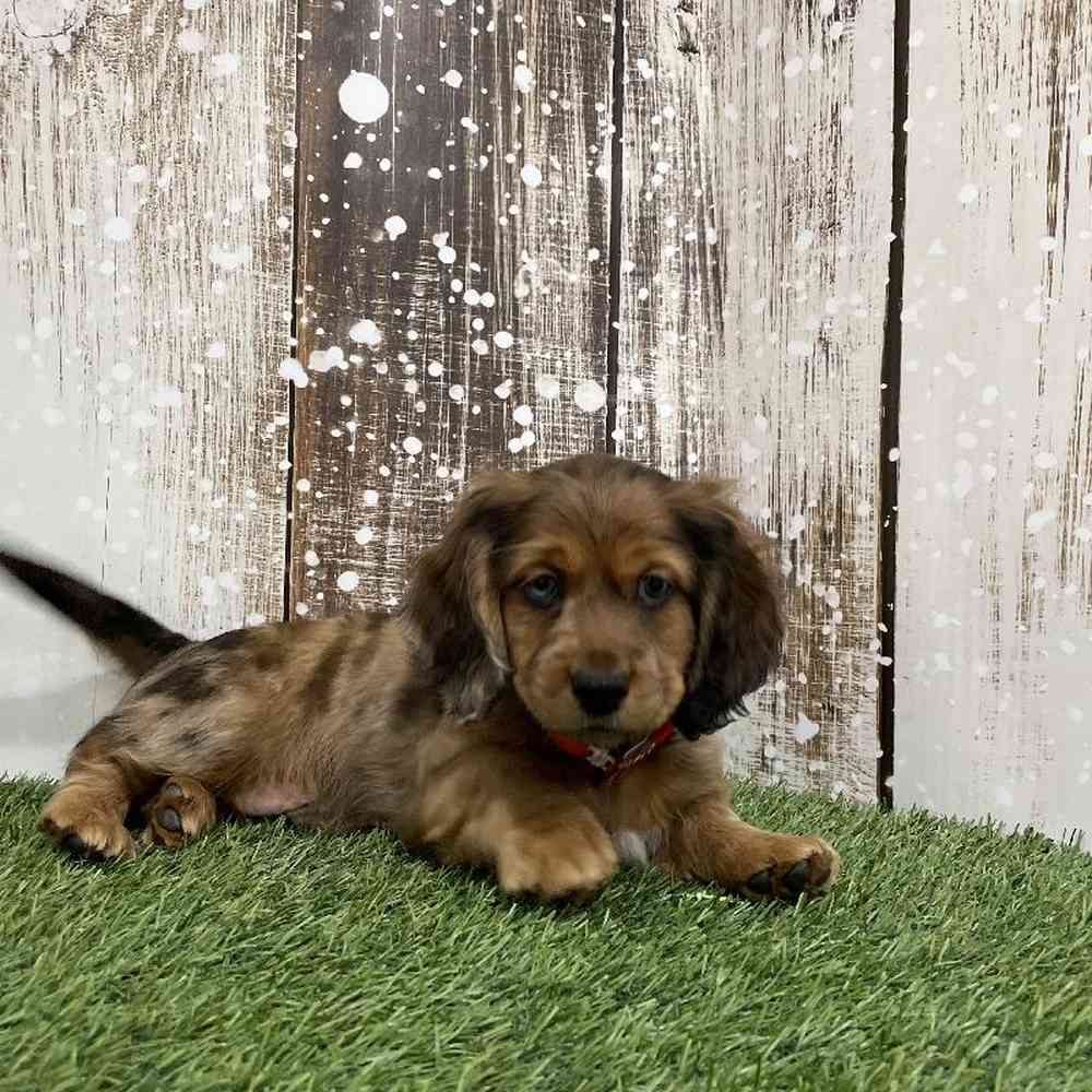 Male Docker Puppy for Sale in Braintree, MA