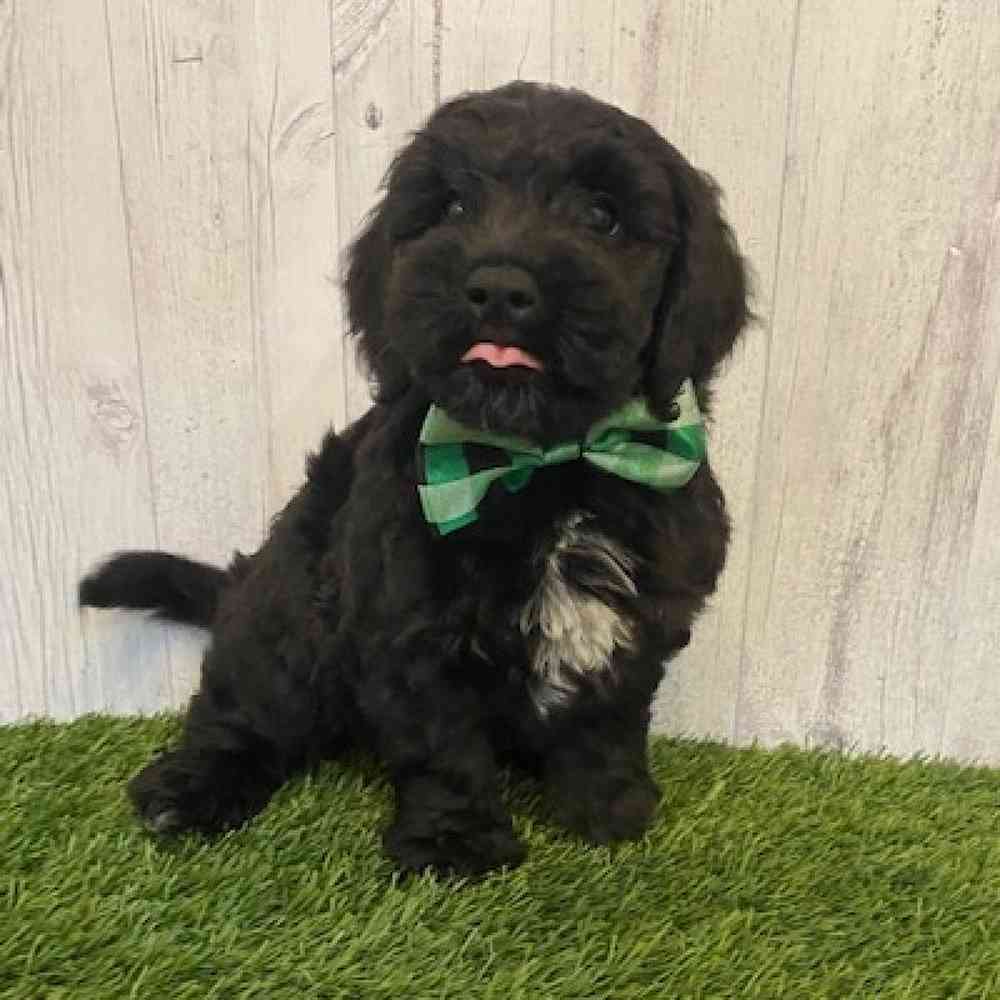 Male Mini Goldendoodle Puppy for sale