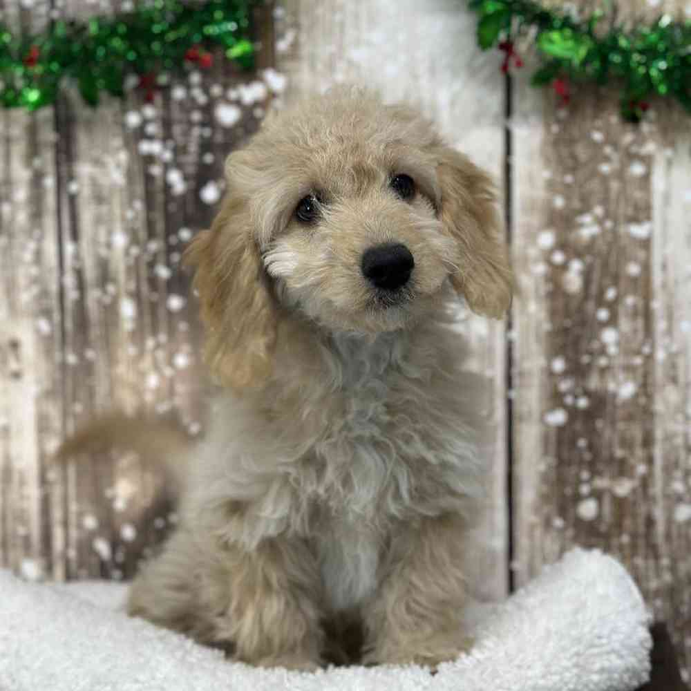 Male Cockapoo 2nd Gen Puppy for Sale in Saugus, MA