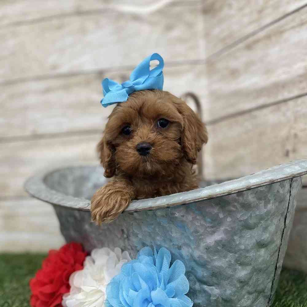 Female Cavapoo Puppy for Sale in Braintree, MA