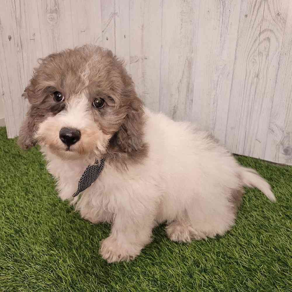 Male Bichon-Poodle Puppy for sale